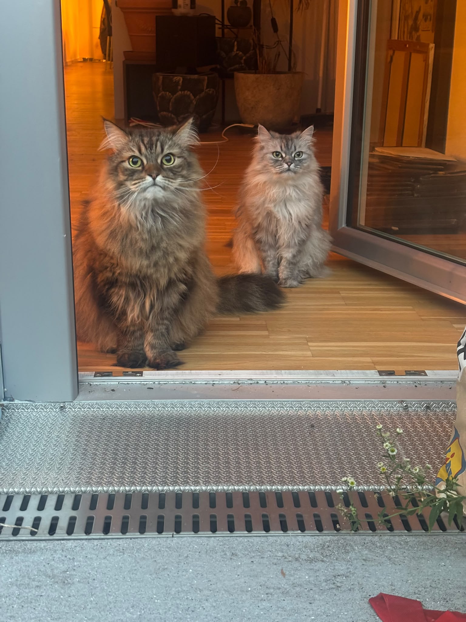 Two cats looking curious