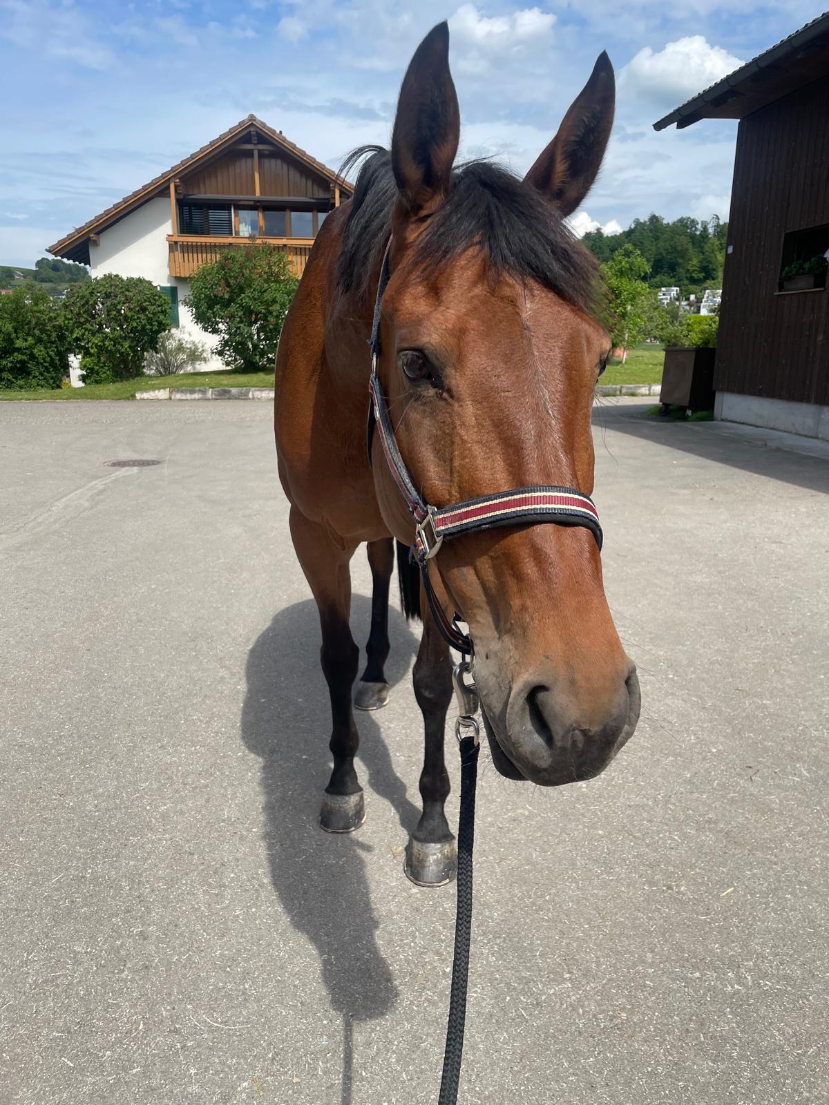 Sybille Fritz with her horse